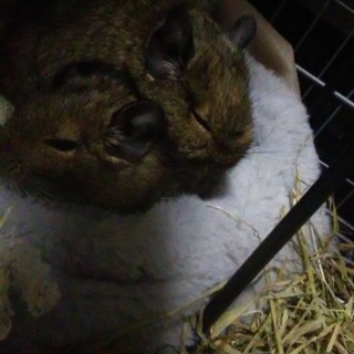 デグーちゃん母と娘！一時中止