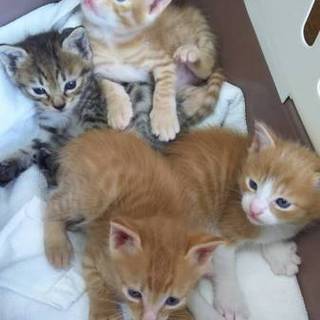 子にゃんこ5兄弟