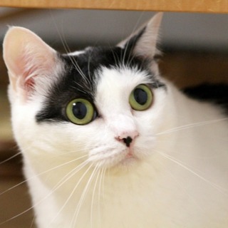 【募集停止】 温和＆お茶目な白黒レディ・ナナ