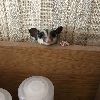 フクロモモンガの里親さん募集しています。