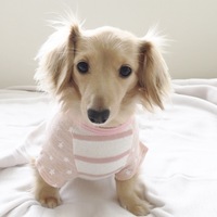 カニヘンダックスフンド まう