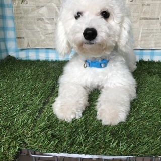 ビション☆もっち  