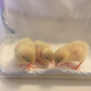 姫ウズラのヒナ、１~３羽お譲りします。