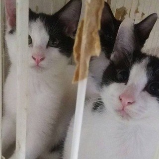 性格はなまるの菊君、丸君の飼い主さん募集
