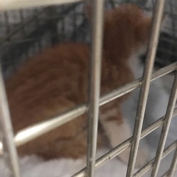 鳴き叫ぶ子猫を保護したらこうなった