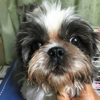 シーズー♂４才　ボク君