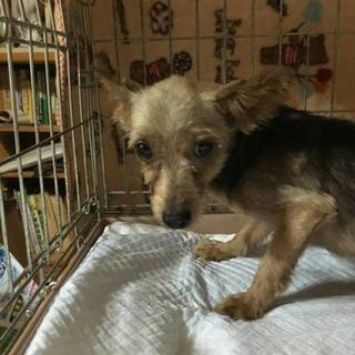 ヨーキー♂４才　コイソフ君