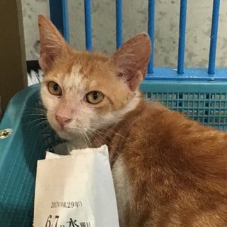 保健所収容中、期限間近！