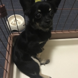 里親募集です。