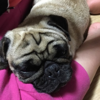 人懐こいパグちゃんです