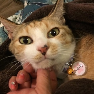 ★動画あり★キリット美人三毛猫★