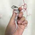ソメワケササクレヤモリ ゴースト ♂