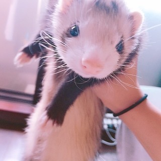 ピーターソンフェレット男の子里親募集