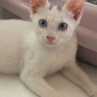 白子猫ちゃん