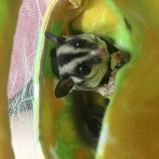 フクロモモンガ♂