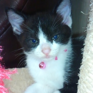 交渉中！お茶目な女の子、デコちゃん