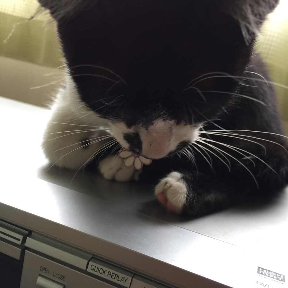 ぽん吉のカバー写真