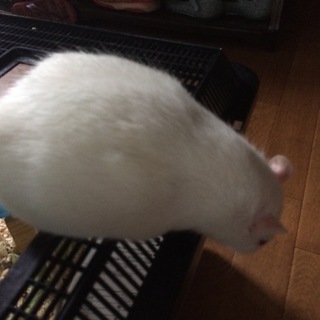 白いアルビノラットです。