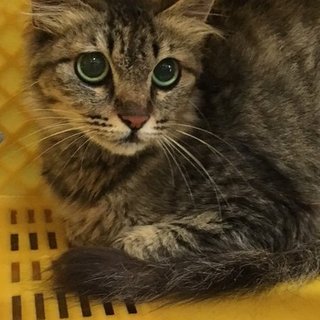 保健所収容中！期限間近！