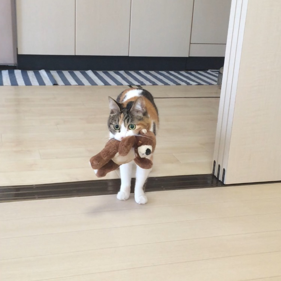 ゆずのカバー写真