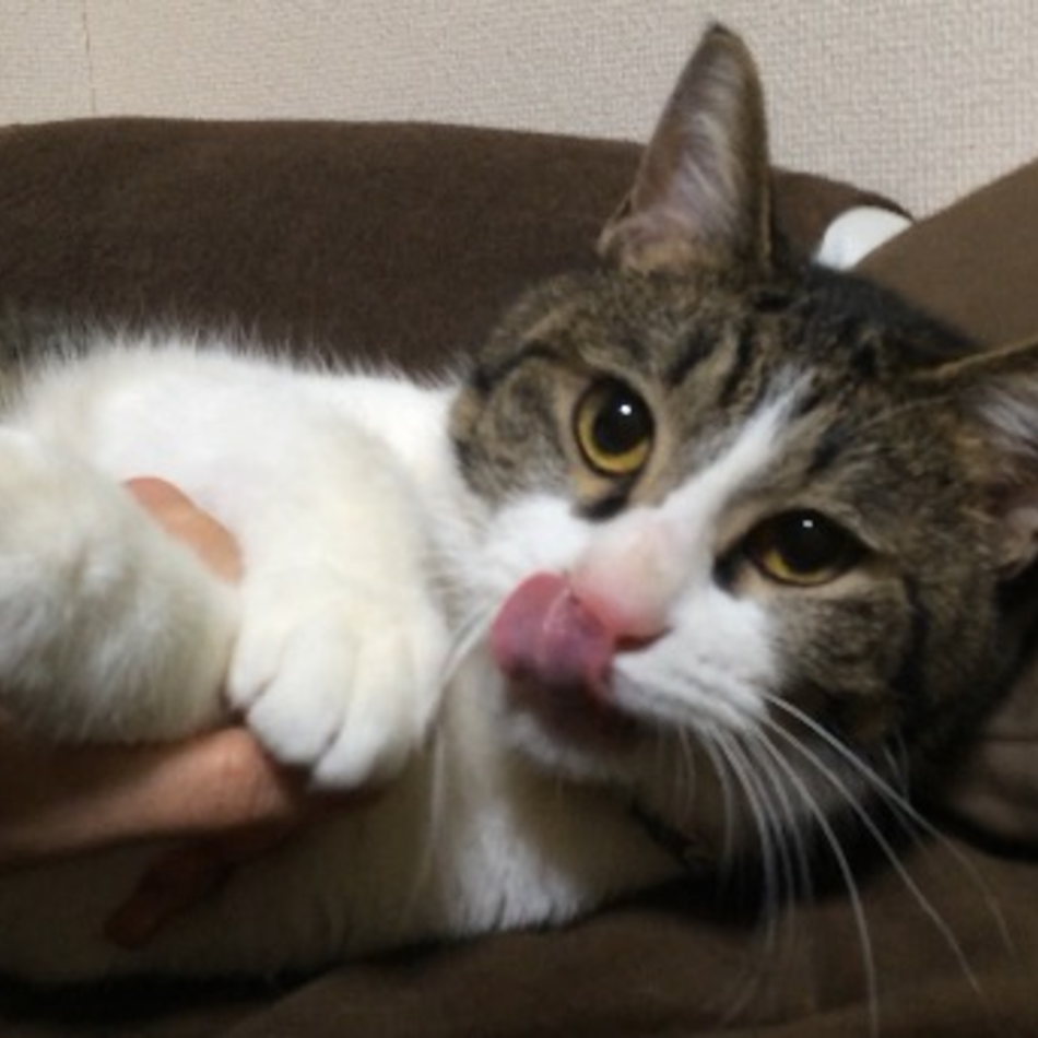 にっかのカバー写真