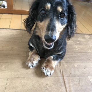 『丸大ハム太郎(チョコ)』14歳 元気です！