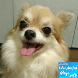 「ことは」チワワ♀