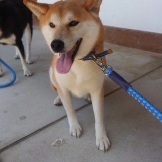 ちょっとクールな柴犬！可愛いマメちゃん♬