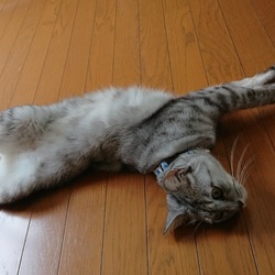 お眠り倶楽部のおちびさん