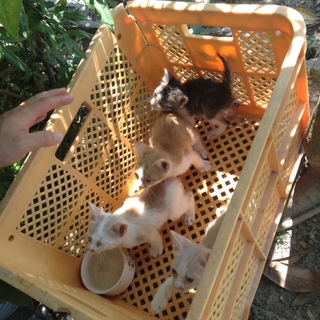 小さな子猫ちゃん4匹