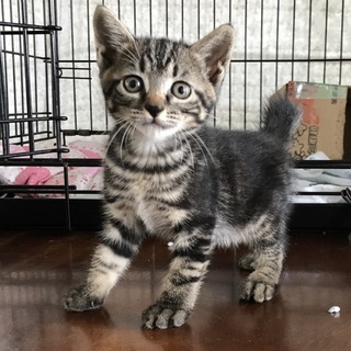 約2ヶ月の元気いっぱいな男の子