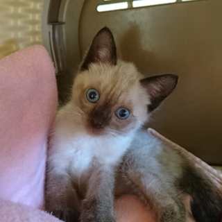 お目々ぱっちり　ポロンです。