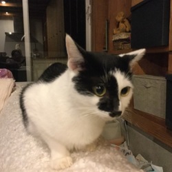 青梅の里山で癒しの里親会 サムネイル3