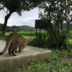 青梅の里山で癒しの里親会！ サムネイル3