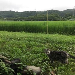 青梅の里山で癒しの里親会！ サムネイル3