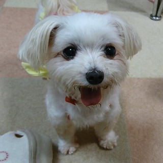 素敵な家族ができました、ありがとうございました♪