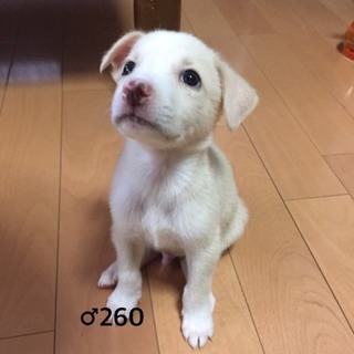 ♂260 里親募集です！
