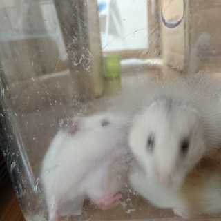 生後１ヶ月ハムスター