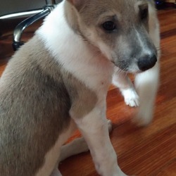 8月26日(土)に愛知県豊橋市で犬猫の譲渡会！