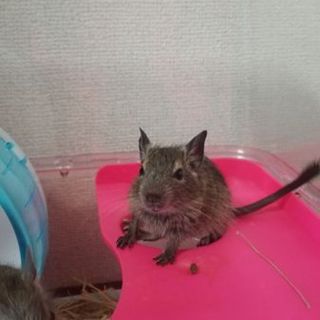 デグーの里親募集です。