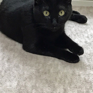 気まぐれで人懐っこい黒猫です