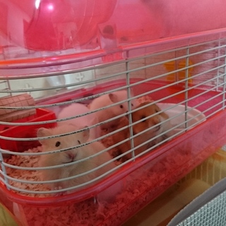 生後１ヶ月ハムスター