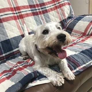 ホワイトテリア 雄 2歳 去勢済み