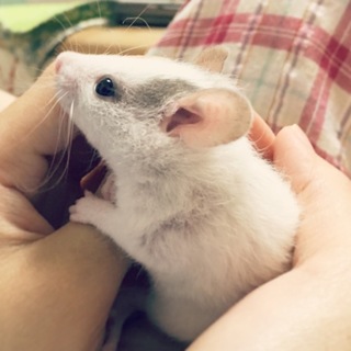 ファンシーラットの子供、レッキス