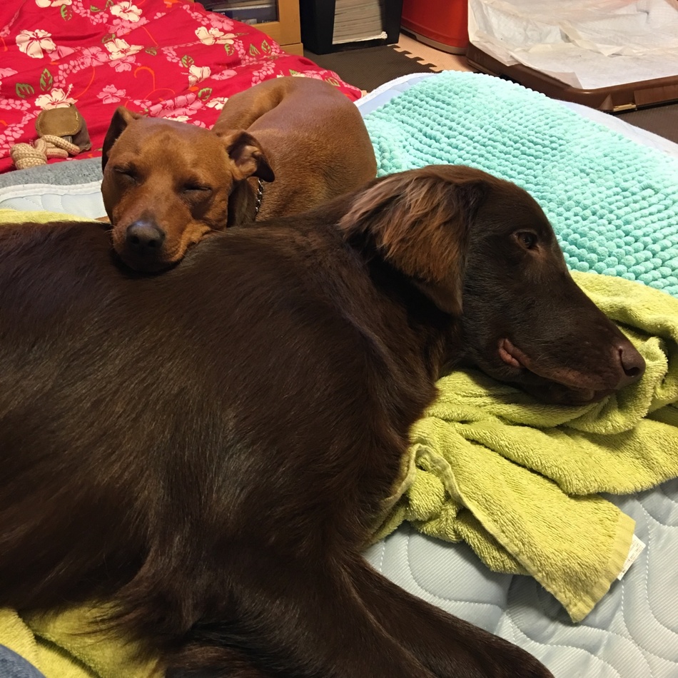 茶々のカバー写真