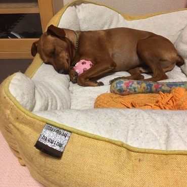 ボール大好き❤