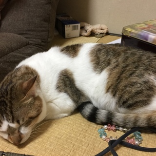 可愛がってください！