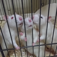 いも・くり・かぼちゃ