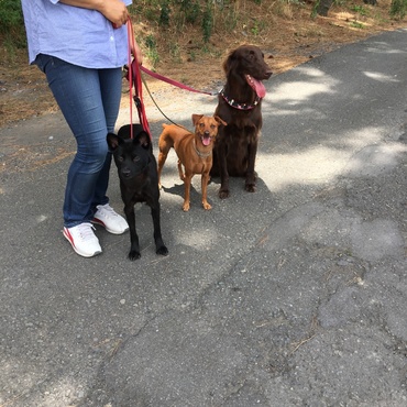 ドッグスクールにて、颯、茶々と慣れるようにお散歩しているときの一コマ