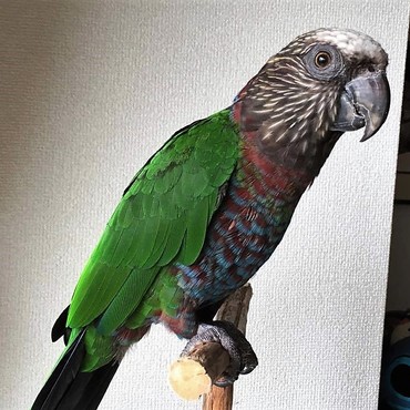 おすましカリラ